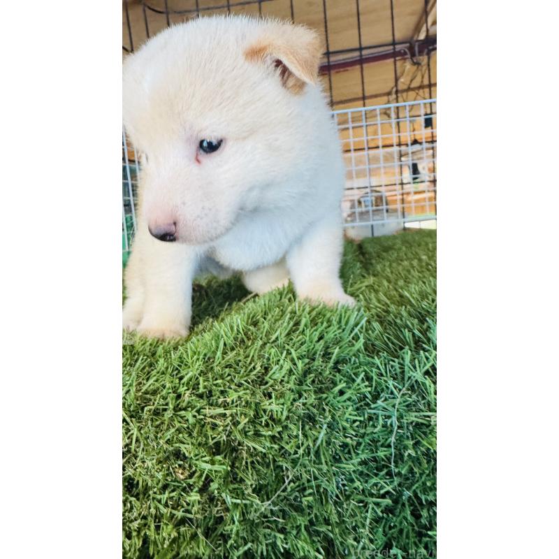 成約済の茨城県の豆柴-415302の3枚目