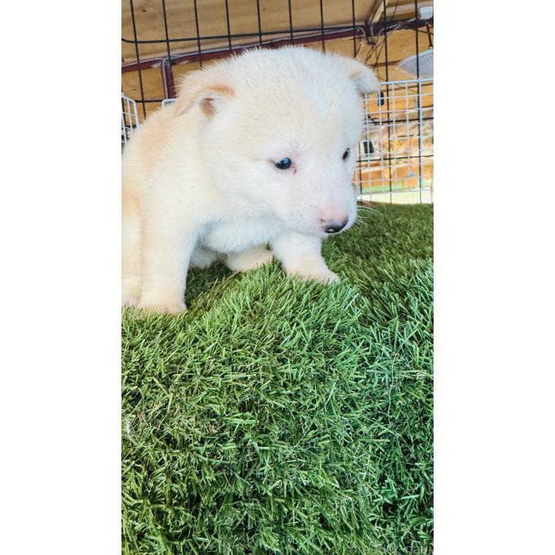 成約済の茨城県の豆柴-415302の2枚目