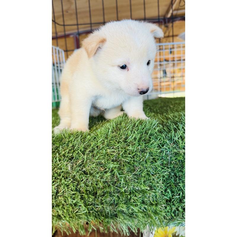 成約済の茨城県の豆柴-415310の2枚目