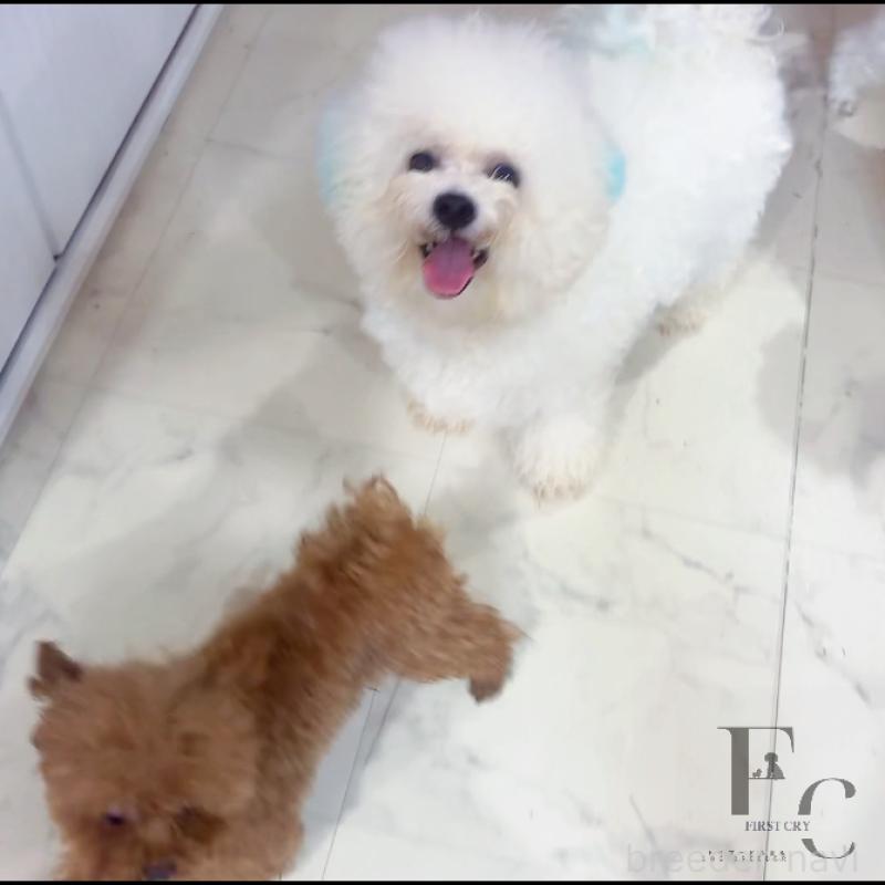 販売中の栃木県のビションフリーゼ-368070の2枚目