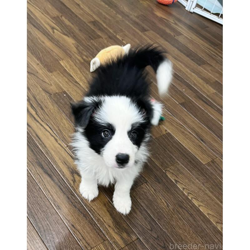 成約済の東京都のボーダーコリー-417718の8枚目