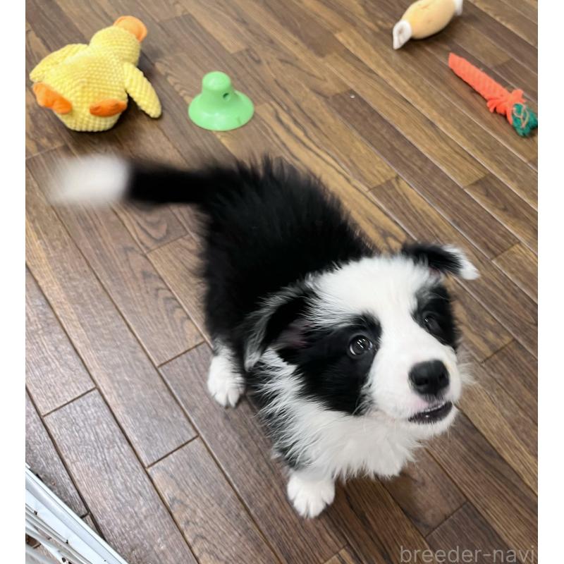 成約済の東京都のボーダーコリー-417718の7枚目