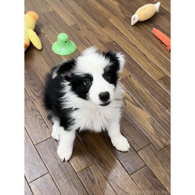 成約済の東京都のボーダーコリー-417718の6枚目