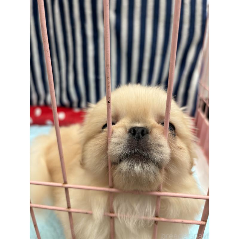 成約済の静岡県のペキニーズ-419067の13枚目