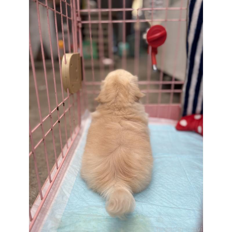 成約済の静岡県のペキニーズ-419067の12枚目