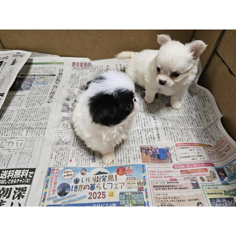 販売中の愛知県の狆 (チン)-420085の5枚目