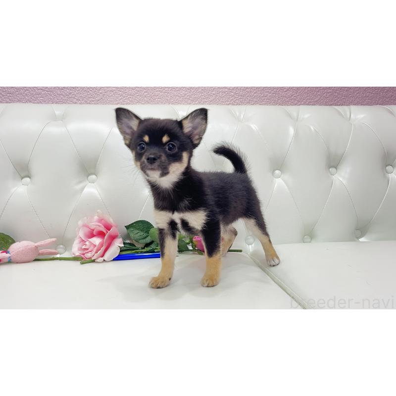 販売中の埼玉県のミックス犬-411677の12枚目