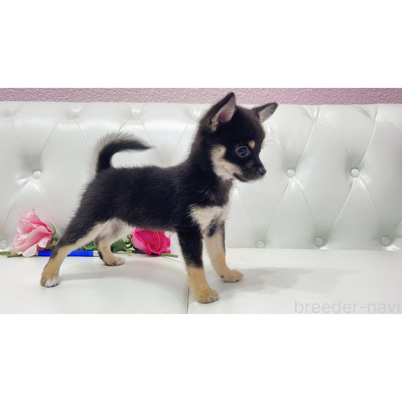 販売中の埼玉県のミックス犬-411677の11枚目