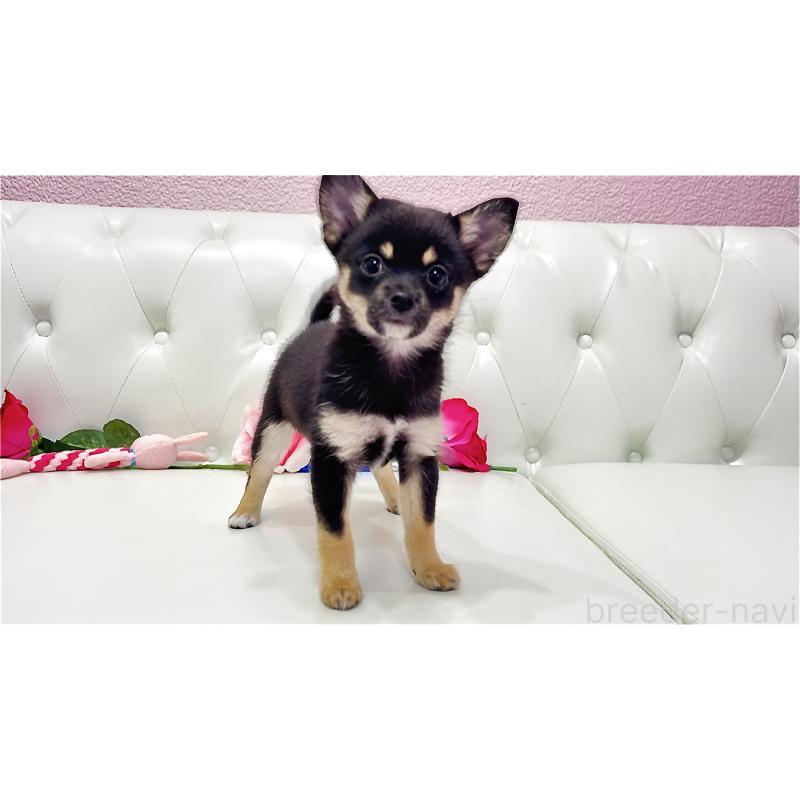 販売中の埼玉県のミックス犬-411677の9枚目