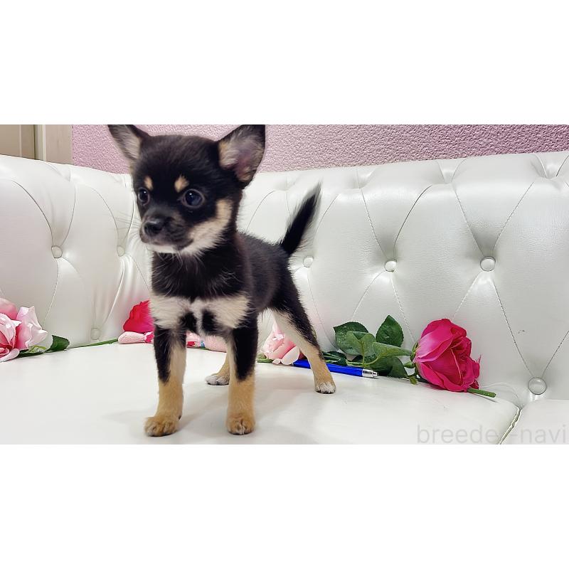 販売中の埼玉県のミックス犬-411677の8枚目