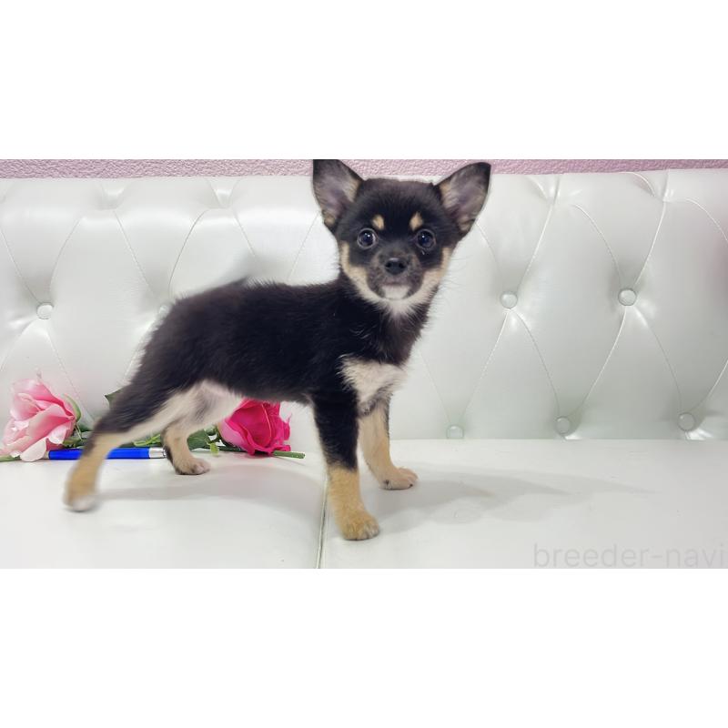 販売中の埼玉県のミックス犬-411677の7枚目