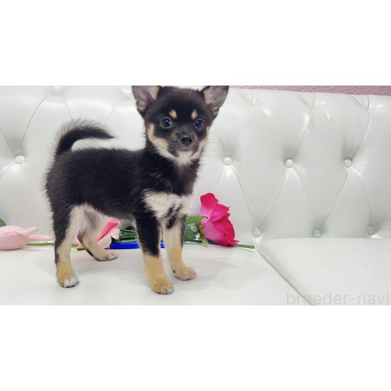 販売中の埼玉県のミックス犬-411677の6枚目