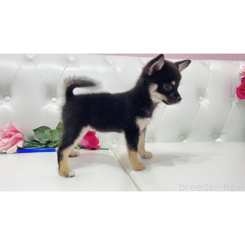 販売中の埼玉県のミックス犬-411677の4枚目