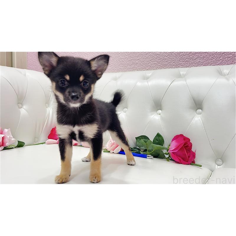 販売中の埼玉県のミックス犬-411677の3枚目