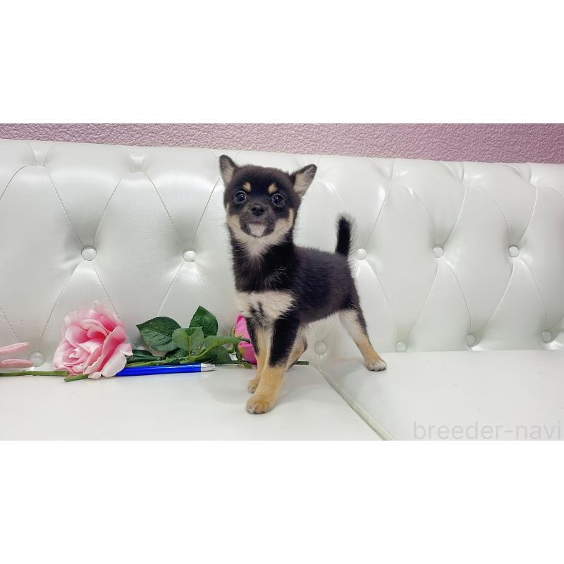 販売中の埼玉県のミックス犬-411677の2枚目