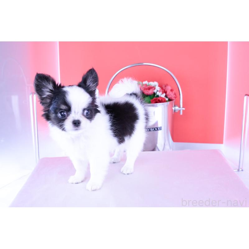 成約済の愛知県のチワワ(ロングコート)-414892の13枚目