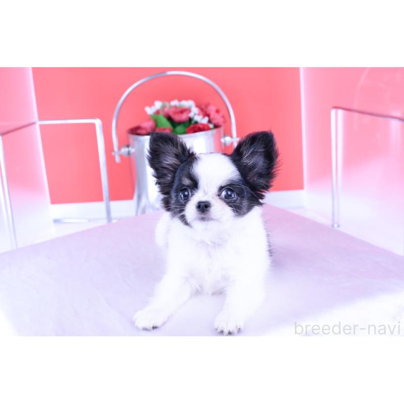 成約済の愛知県のチワワ(ロングコート)-414892の7枚目