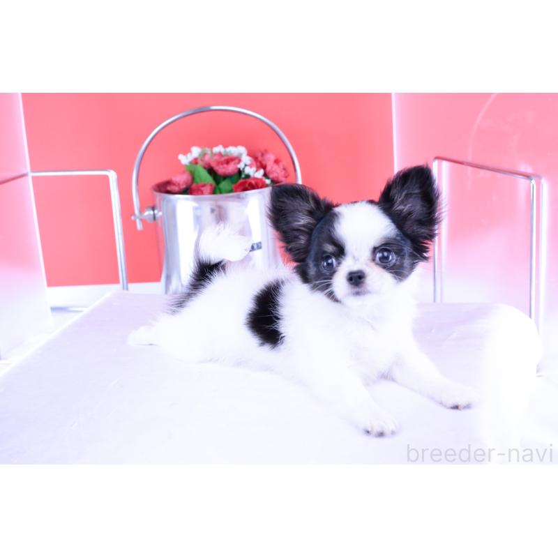 成約済の愛知県のチワワ(ロングコート)-414892の6枚目