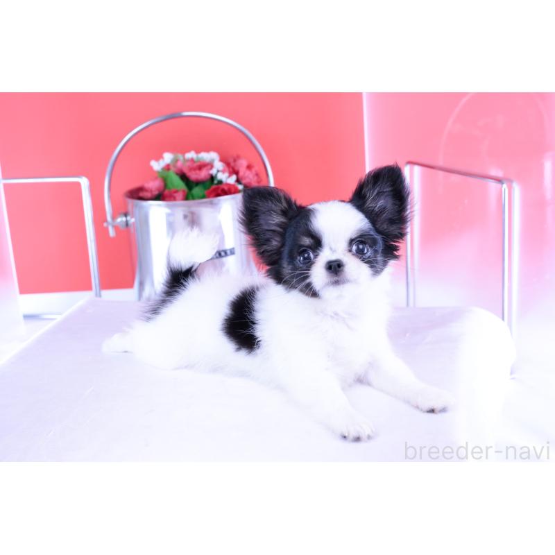 成約済の愛知県のチワワ(ロングコート)-414892の5枚目