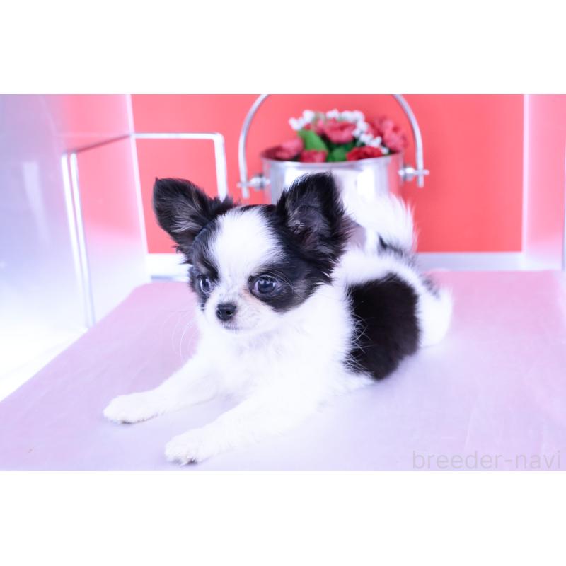 成約済の愛知県のチワワ(ロングコート)-414892の4枚目