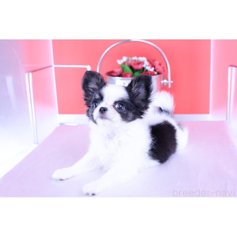 成約済の愛知県のチワワ(ロングコート)-414892の3枚目