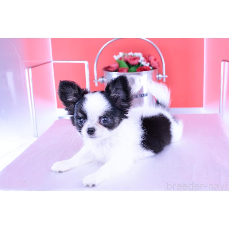 成約済の愛知県のチワワ(ロングコート)-414892の2枚目