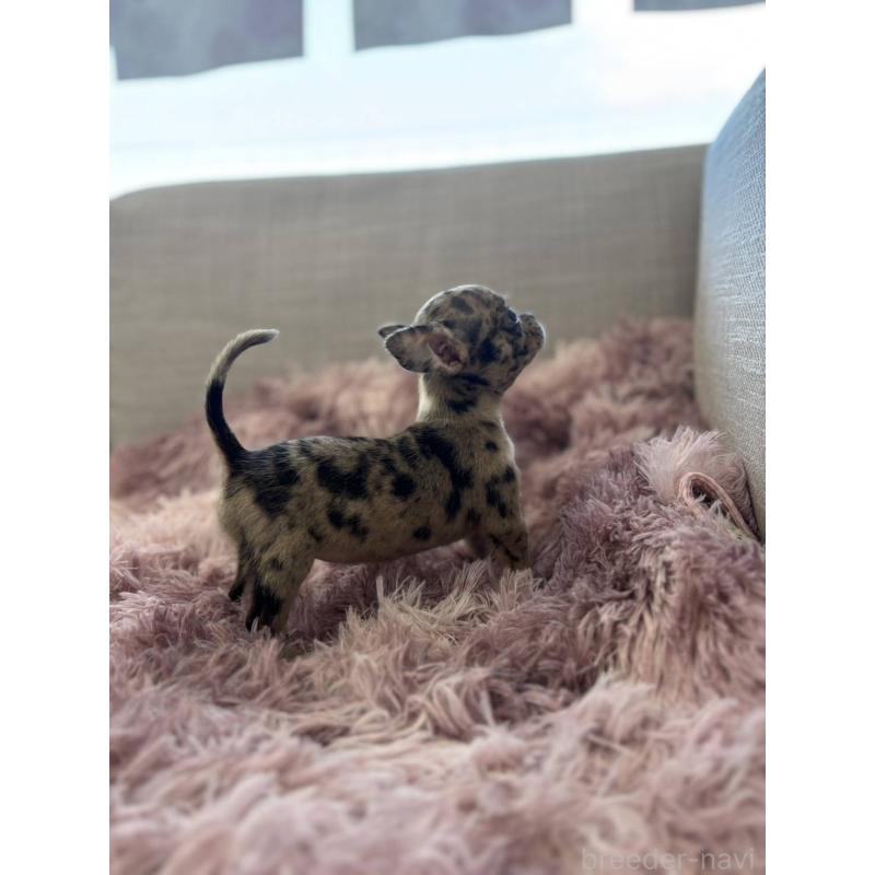販売中の北海道のミックス犬-420093の2枚目