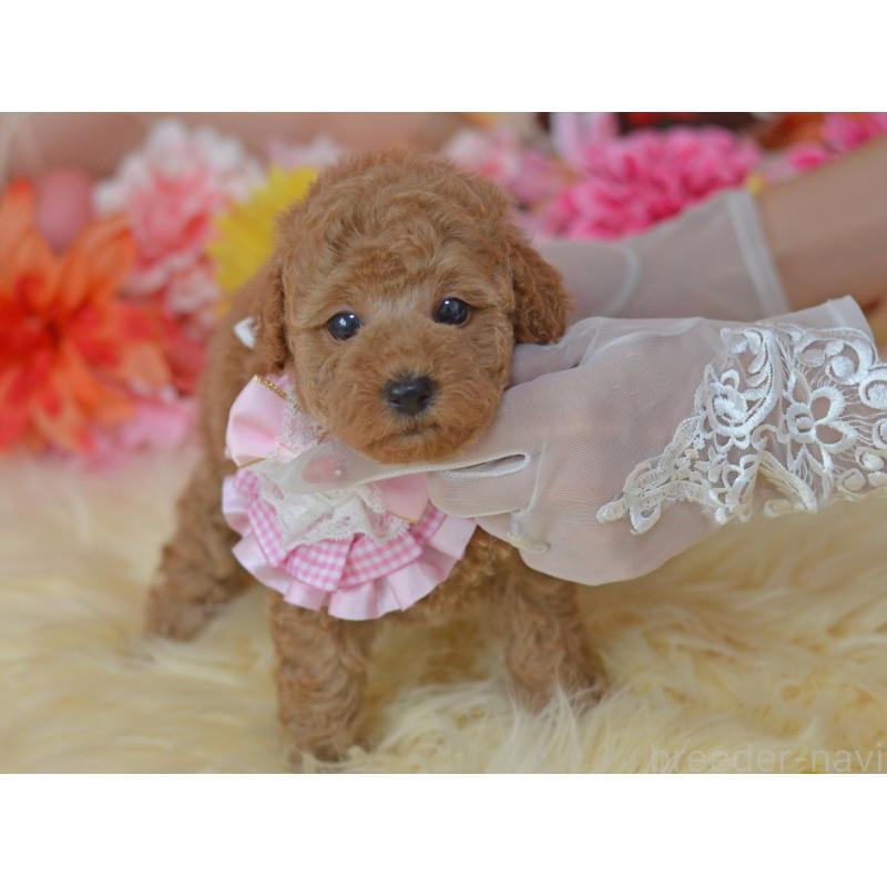 販売中の埼玉県のタイニープードル-418689の30枚目