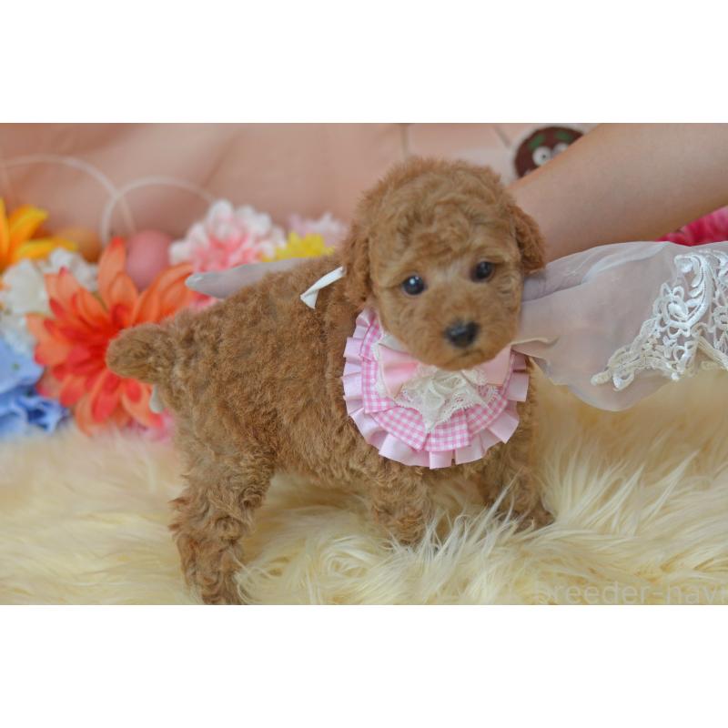 販売中の埼玉県のタイニープードル-418689の29枚目