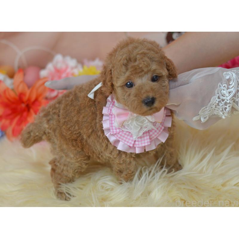 販売中の埼玉県のタイニープードル-418689の28枚目