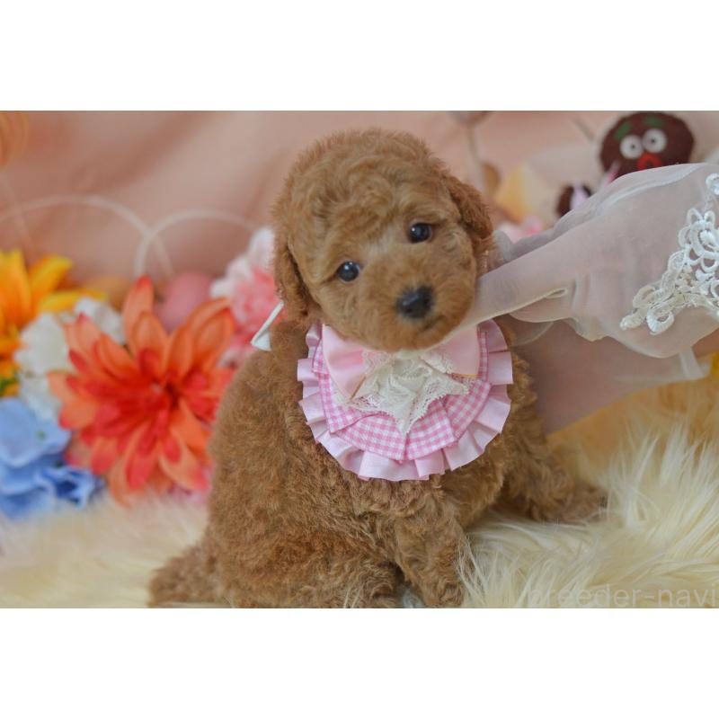 販売中の埼玉県のタイニープードル-418689の27枚目