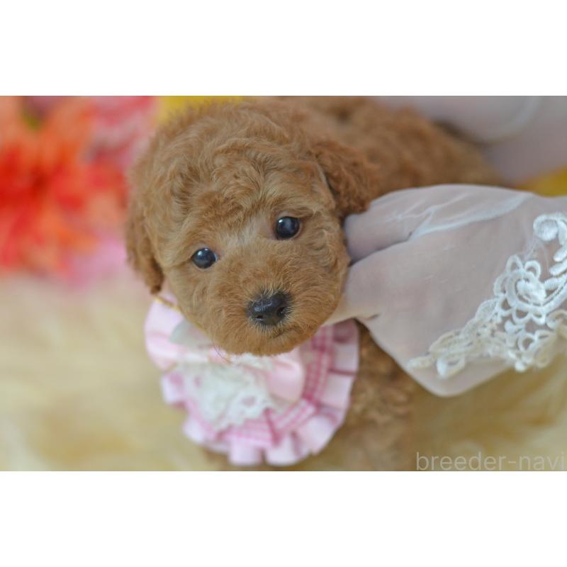 販売中の埼玉県のタイニープードル-418689の26枚目