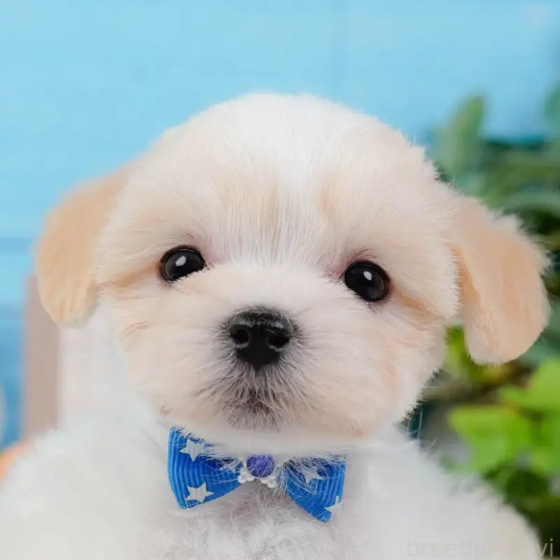 販売中の神奈川県のミックス犬-420096の1枚目