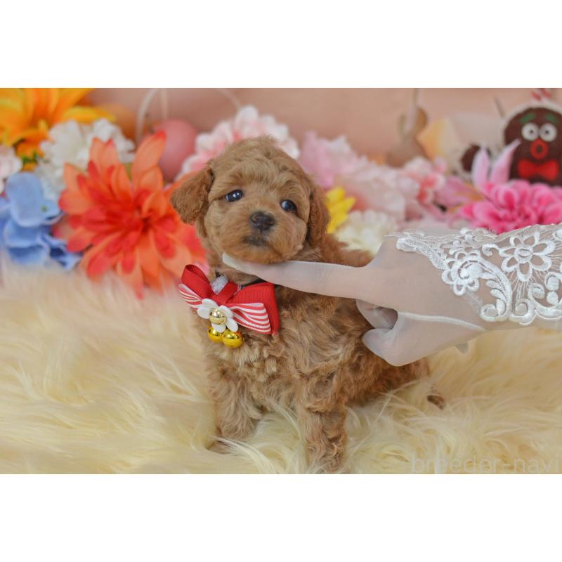 販売中の埼玉県のタイニープードル-418690の38枚目