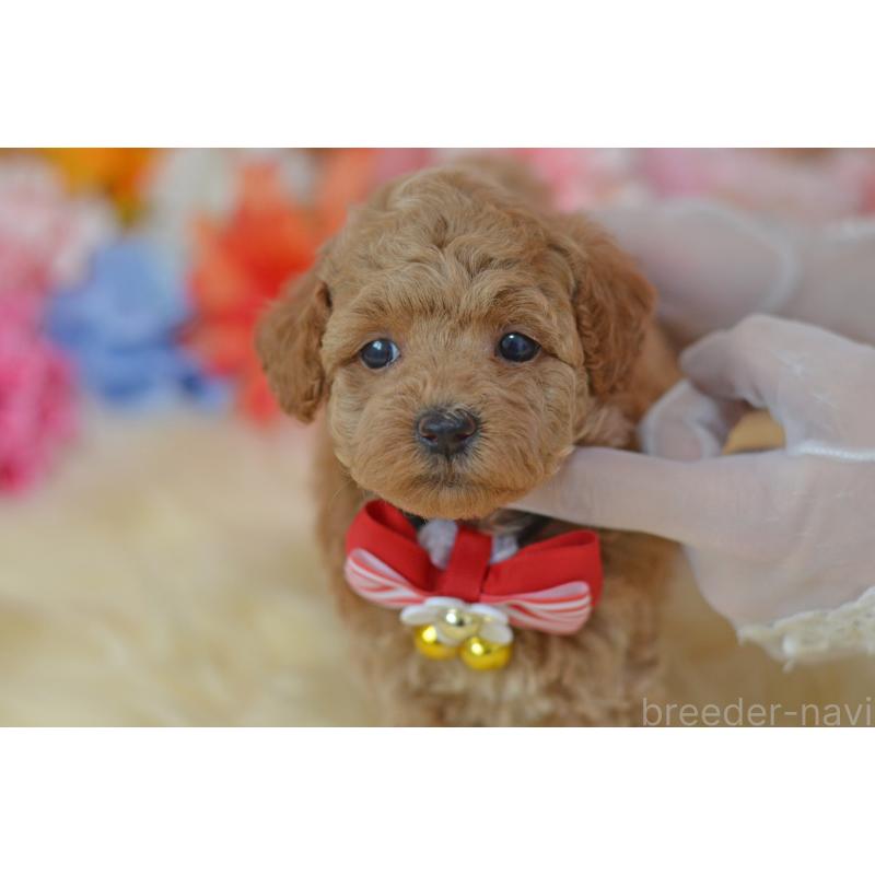 販売中の埼玉県のタイニープードル-418690の36枚目