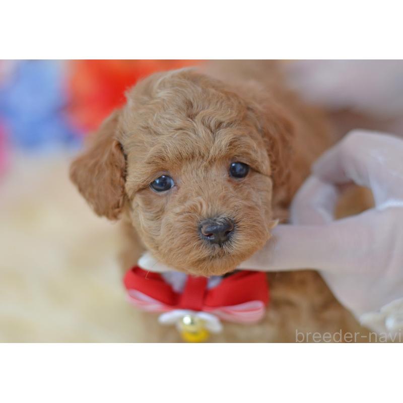 販売中の埼玉県のタイニープードル-418690の34枚目