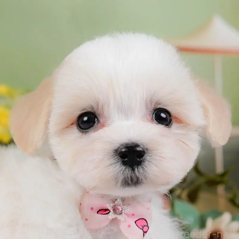 販売中の神奈川県のミックス犬-420098の1枚目