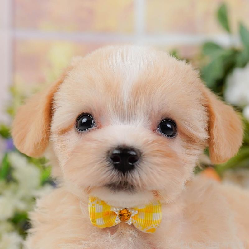 販売中の神奈川県のミックス犬-420102の1枚目