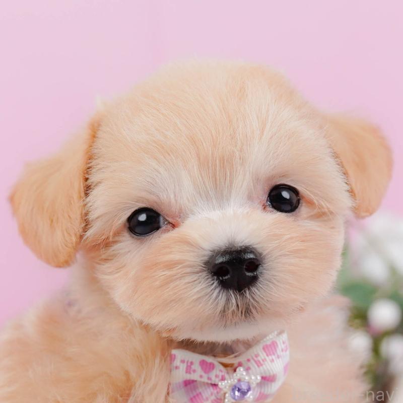 販売中の神奈川県のミックス犬-420105の1枚目
