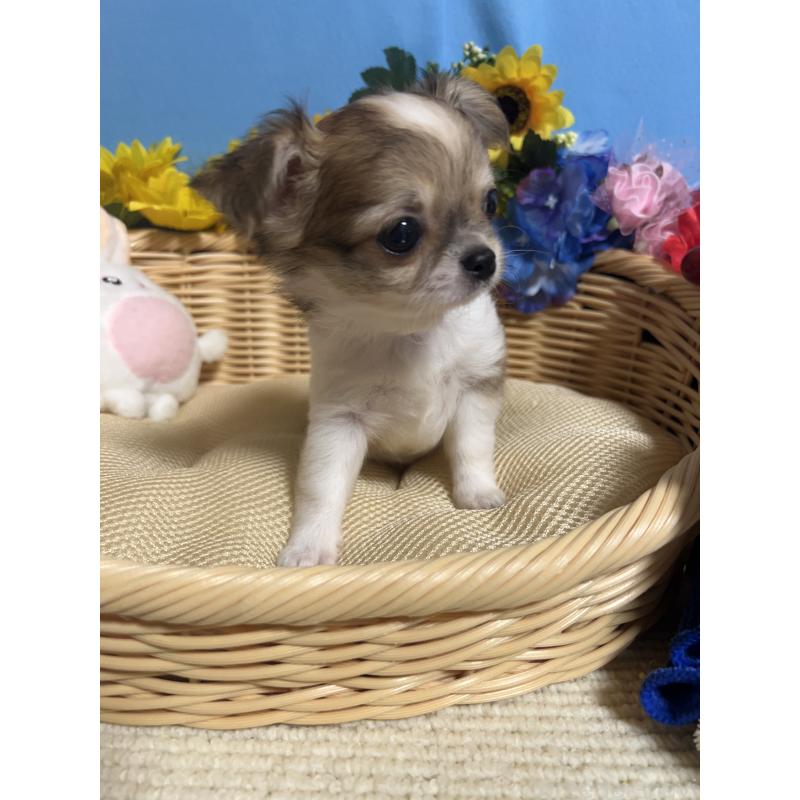 成約済の福岡県のチワワ(ロングコート)-417456の12枚目