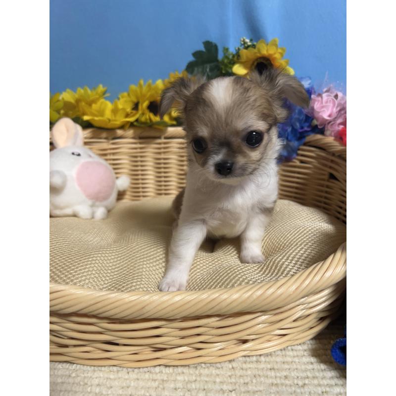 成約済の福岡県のチワワ(ロングコート)-417456の11枚目