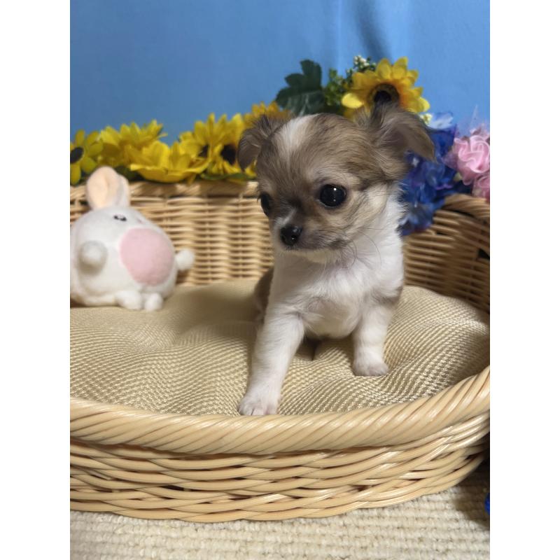 成約済の福岡県のチワワ(ロングコート)-417456の10枚目