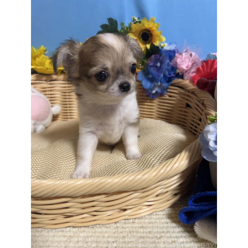 成約済の福岡県のチワワ(ロングコート)-417456の9枚目