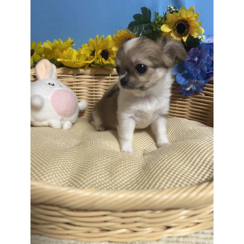 成約済の福岡県のチワワ(ロングコート)-417456の8枚目