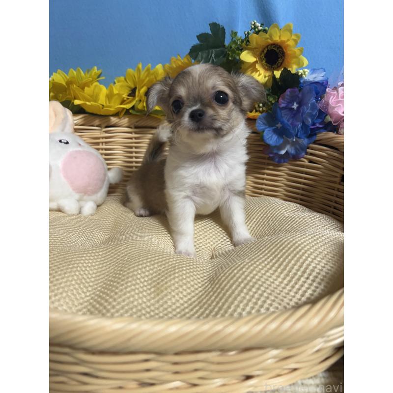 成約済の福岡県のチワワ(ロングコート)-417456の7枚目