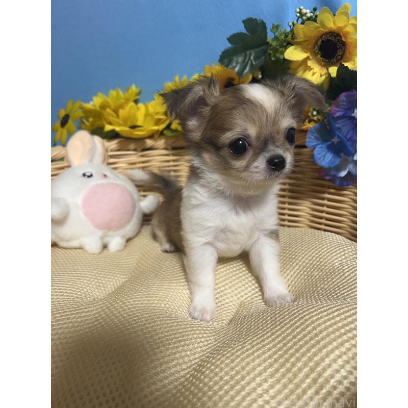 成約済の福岡県のチワワ(ロングコート)-417456の6枚目