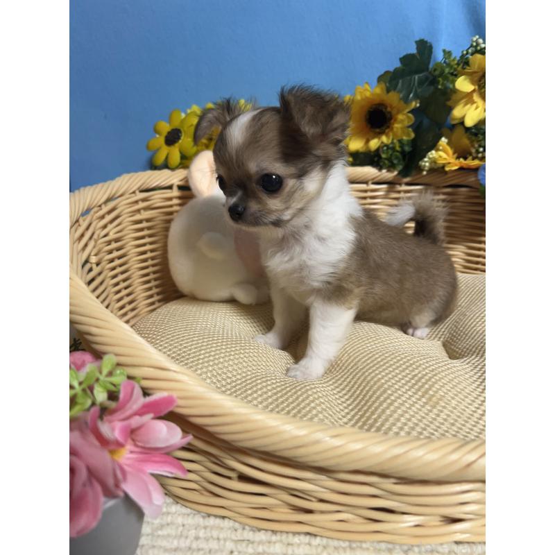 成約済の福岡県のチワワ(ロングコート)-417456の5枚目