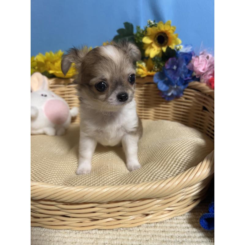 成約済の福岡県のチワワ(ロングコート)-417456の4枚目