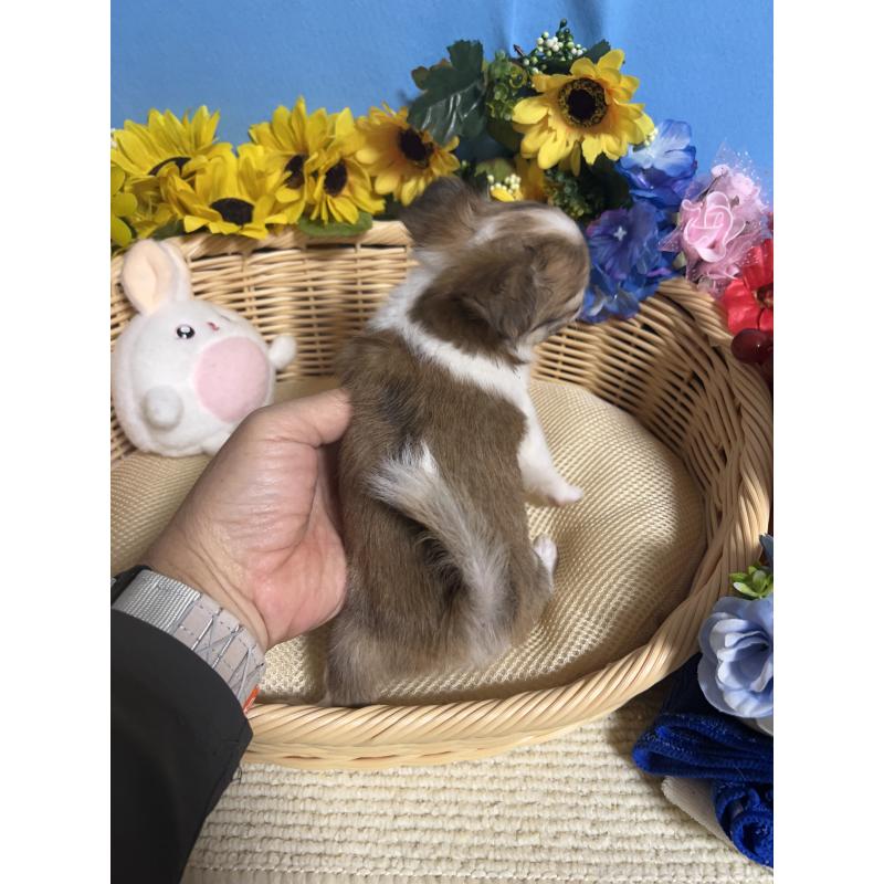 成約済の福岡県のチワワ(ロングコート)-417456の3枚目