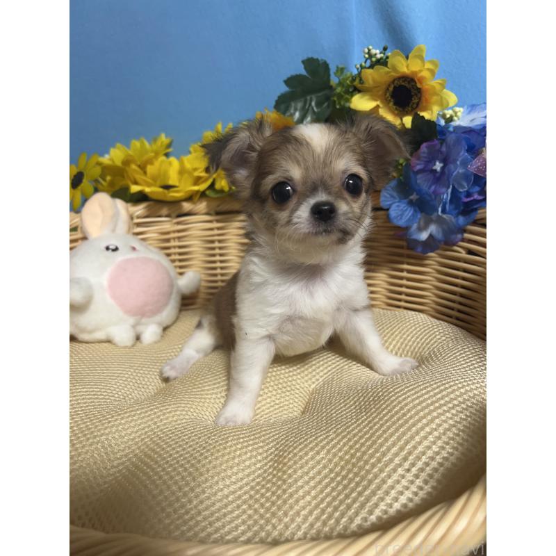 成約済の福岡県のチワワ(ロングコート)-417456の2枚目